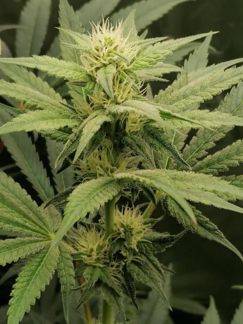 FastBud - Papayton -. Week 9