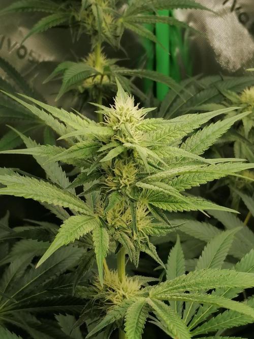 FastBud - Papayton -. Week 9