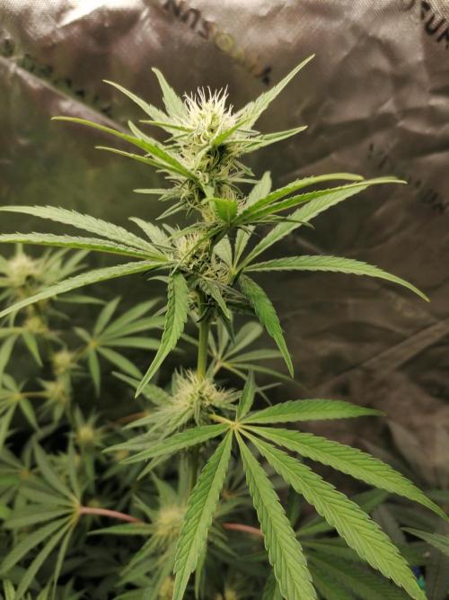 FastBud - Papayton -. Week 9