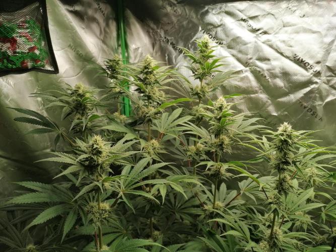 FastBud - Papayton -. Week 10 - Blütetag 37