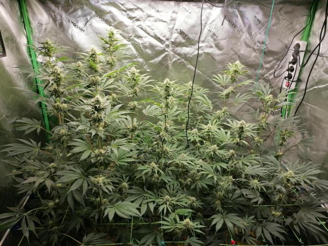 FastBud - Papayton -. Week 10 - Blütetag 37