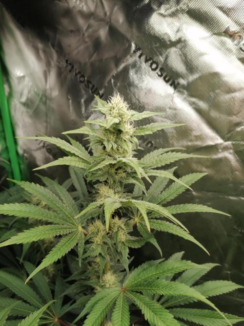 FastBud - Papayton -. Week 10 - Blütetag 37