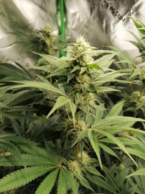 FastBud - Papayton -. Week 10 - Blütetag 37