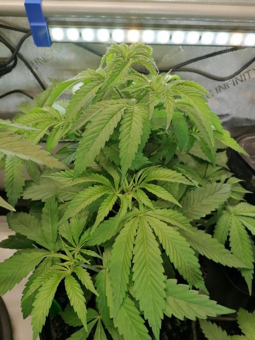 Sweet Berry's. Week 6 - Chilled Cherry 