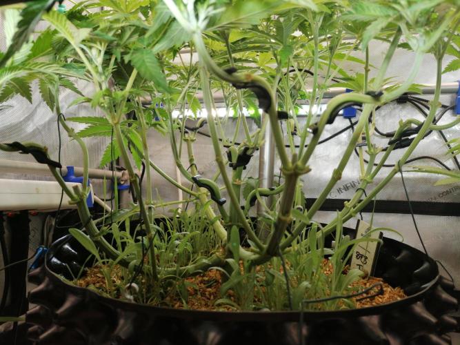Sweet Berry's. Week 6 - Blue Forest Berry 