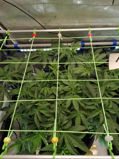 Sweet Berry's. Week 6 - Blue Forest Berry 