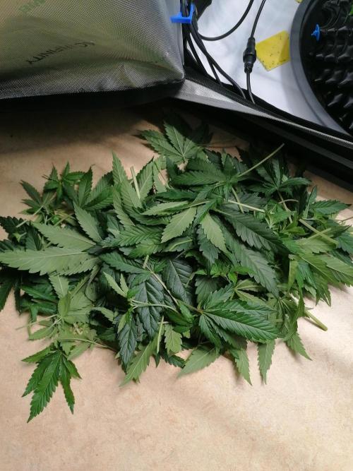 Sweet Berry's. Week 6 - Blue Forest Berry 🤕 