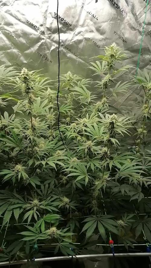 FastBud - Papayton -