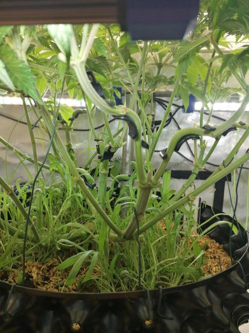Sweet Berry's. Week 7 - Blue Forest Berry 