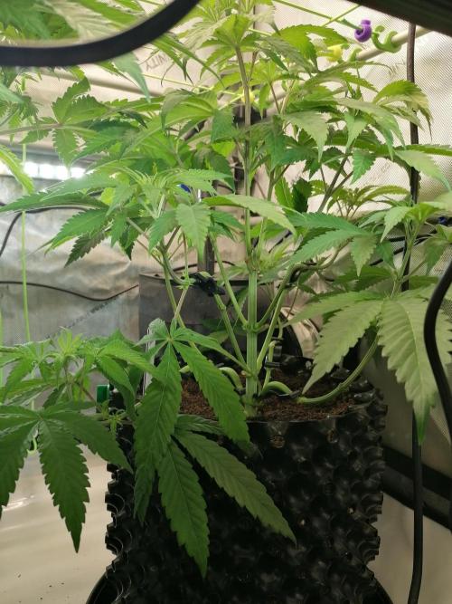 Sweet Berry's. Week 7 - Chilled Cherry 