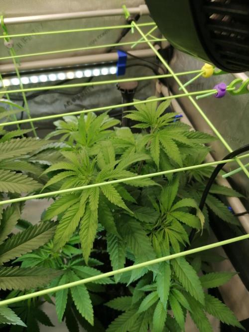 Sweet Berry's. Week 7 - Chilled Cherry 