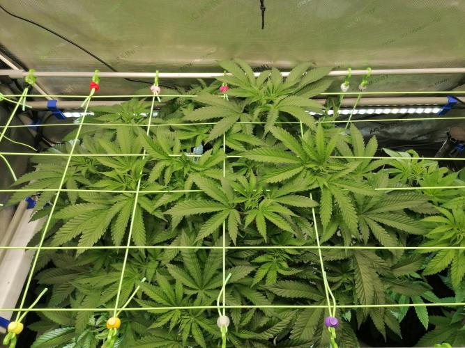 Sweet Berry's. Week 7 - Blue Forest Berry 