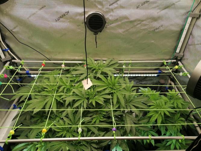 Sweet Berry's. Week 7