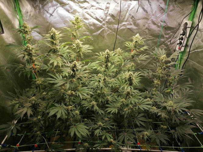 FastBud - Papayton -. Week 11 - W7D42 