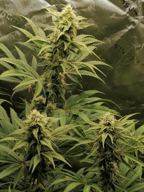 FastBud - Papayton -. Week 11 - W7D42 
