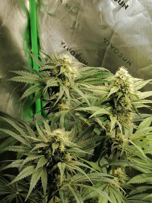 FastBud - Papayton -. Week 11 - W7D42 