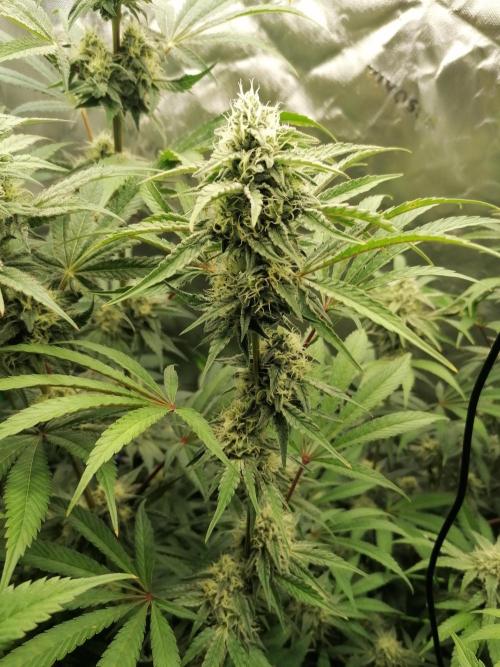 FastBud - Papayton -. Week 11 - W7D42 