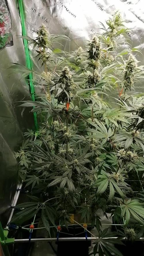 FastBud - Papayton -