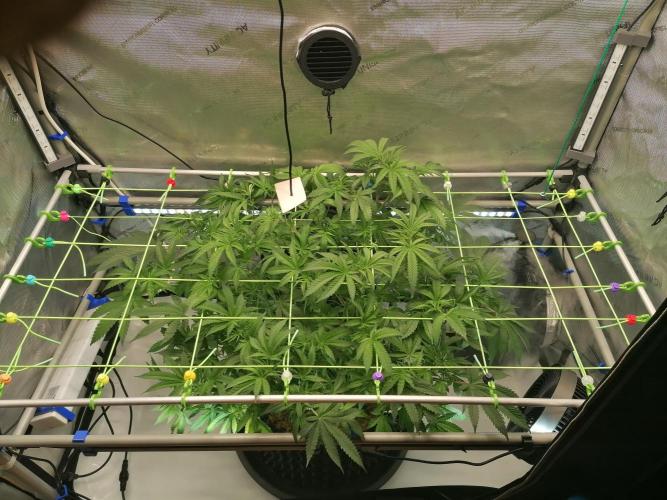 Sweet Berry's. Week 7 - Blue Forest Berry 