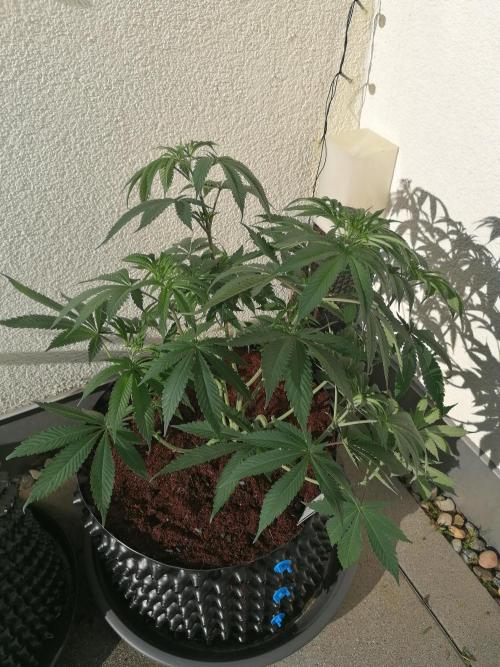 Sweet Berry's. Week 7 - Chilled Cherry
40l Airpot 
4stk Biotab