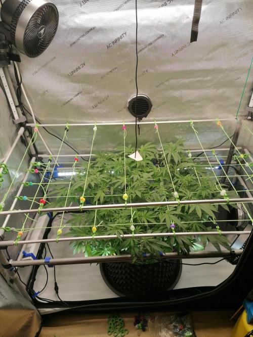 Sweet Berry's. Week 8 - Start Blüte 