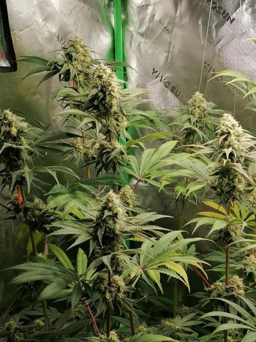 FastBud - Papayton -. Week 12 - W8D49 Blüte 