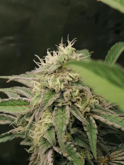 FastBud - Papayton -. Week 12 - W8D49 Blüte 