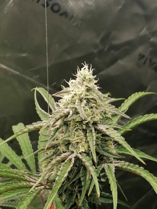 FastBud - Papayton -. Week 12 - W8D49 Blüte 