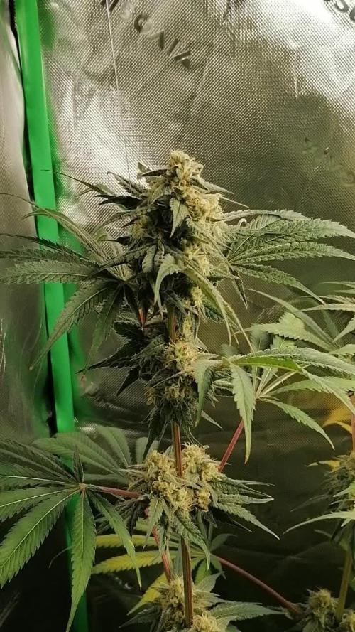 FastBud - Papayton -