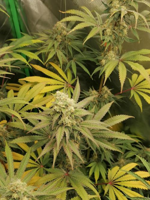 FastBud - Papayton -. Week 12 - W8D53 Blüte 