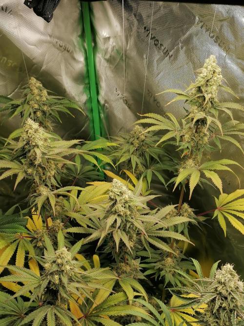 FastBud - Papayton -. Week 12 - W8D53 Blüte 
