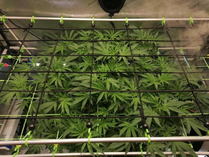 Sweet Berry's. Week 8 - W1D5 Flower 