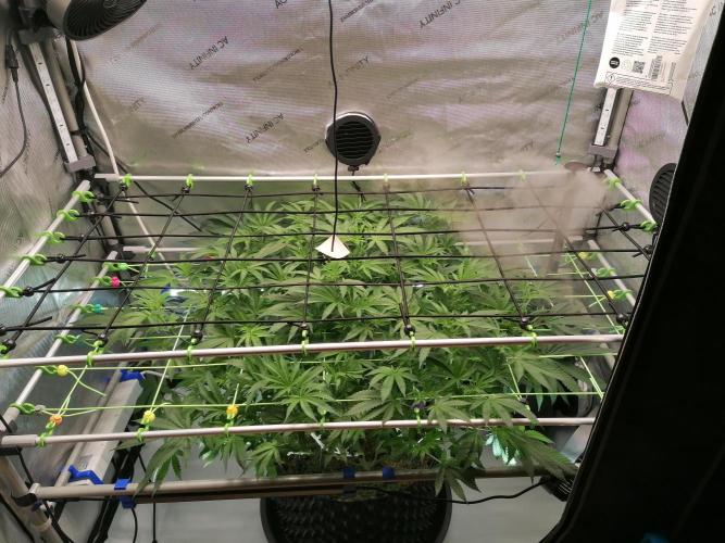 Sweet Berry's. Week 8 - W1D5 Flower 