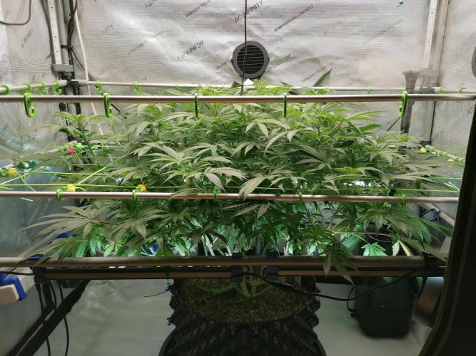 Sweet Berry's. Week 9 - W2D7 