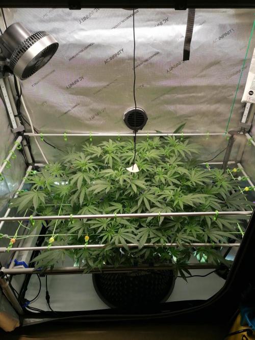 Sweet Berry's. Week 9 - W2D7