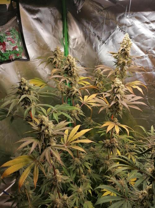 FastBud - Papayton -. Week 13