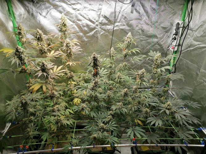 FastBud - Papayton -. Week 13