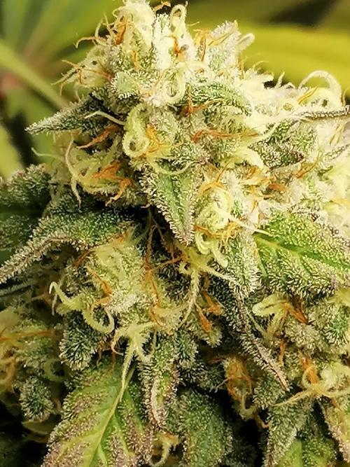 FastBud - Papayton -. Week 13