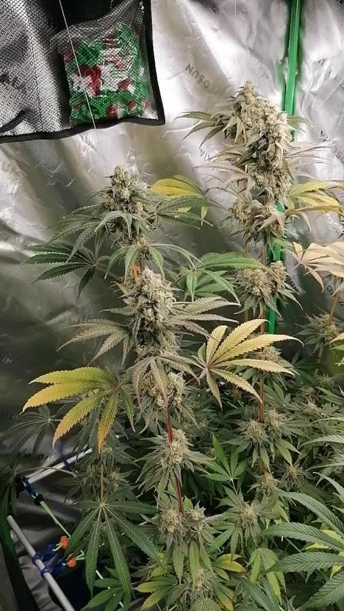FastBud - Papayton -