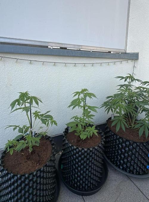 Sweet Berry's. Week 9 - Chilled Cherry
(ganz rechts) 