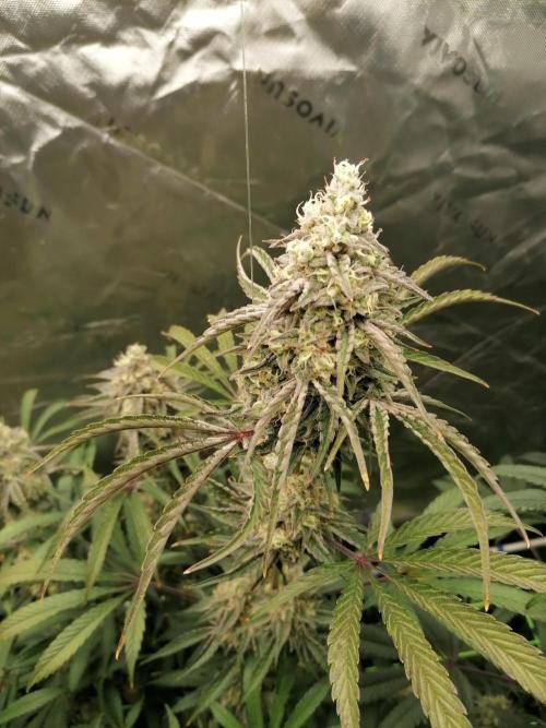 FastBud - Papayton -. Week 14 - Mitte