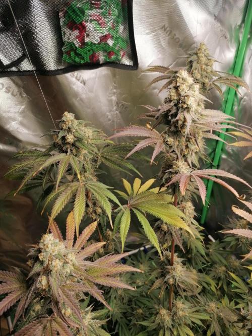 FastBud - Papayton -. Week 14 - Links