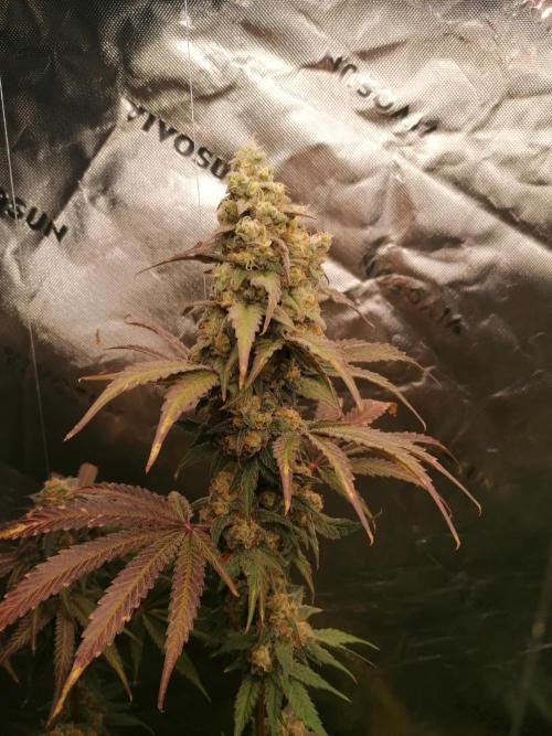 FastBud - Papayton -. Week 14 - Links