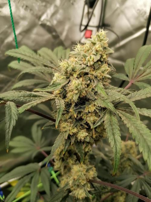 FastBud - Papayton -. Week 14 - Rechts