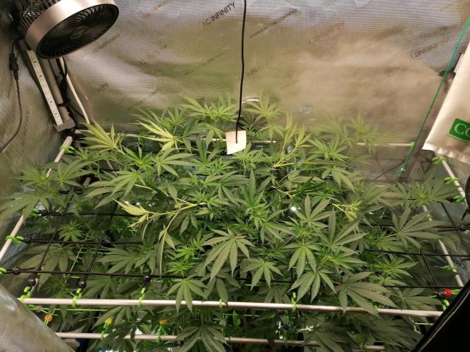 Sweet Berry's. Week 10 - W3D14