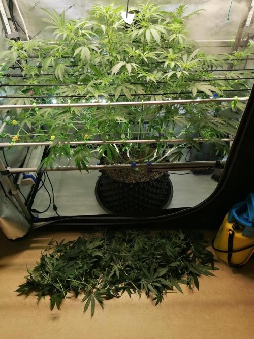 Sweet Berry's. Week 10 - W3D14