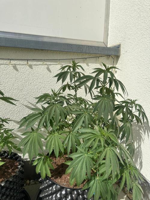 Sweet Berry's. Week 10 - Chilled Cherry (Balkon)

Woche 10