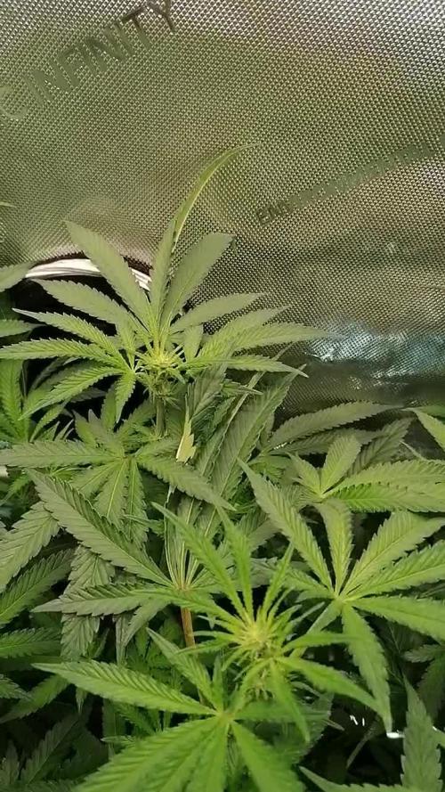 Sweet Berry's