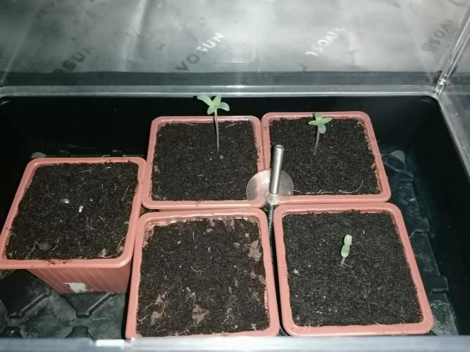 Sweetopia -Paradise Seeds-. Week 0 - 06.05.
4of5 Germinated (last one today) 