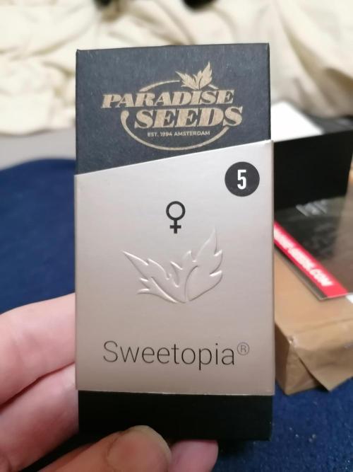 Sweetopia -Paradise Seeds-. Week 0